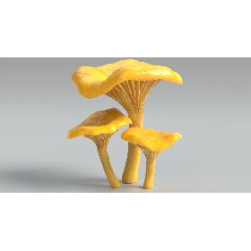 Chanterelle Mushrooms